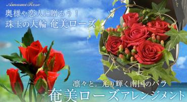 ☆奄美ローズ☆｜「ｎａｔｕｒｅ（ナチュレ）」　（滋賀県野洲市の花キューピット加盟店 花屋）のブログ