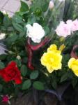 １０月３１日（日）｜「ｎａｔｕｒｅ（ナチュレ）」　（滋賀県野洲市の花キューピット加盟店 花屋）のブログ