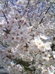 ４月１２日（火）｜「ｎａｔｕｒｅ（ナチュレ）」　（滋賀県野洲市の花キューピット加盟店 花屋）のブログ