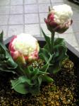 ４月２４日（日）｜「ｎａｔｕｒｅ（ナチュレ）」　（滋賀県野洲市の花キューピット加盟店 花屋）のブログ