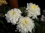 11月3日（木）｜「ｎａｔｕｒｅ（ナチュレ）」　（滋賀県野洲市の花キューピット加盟店 花屋）のブログ