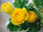 ２月２７日（月）｜「ｎａｔｕｒｅ（ナチュレ）」　（滋賀県野洲市の花キューピット加盟店 花屋）のブログ