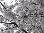 ４月１３日（金）｜「ｎａｔｕｒｅ（ナチュレ）」　（滋賀県野洲市の花キューピット加盟店 花屋）のブログ