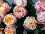 ７月２１日（土）｜「ｎａｔｕｒｅ（ナチュレ）」　（滋賀県野洲市の花キューピット加盟店 花屋）のブログ