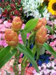 ８月２０日（月）｜「ｎａｔｕｒｅ（ナチュレ）」　（滋賀県野洲市の花キューピット加盟店 花屋）のブログ