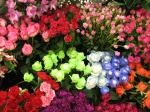4月20日（土）｜「ｎａｔｕｒｅ（ナチュレ）」　（滋賀県野洲市の花キューピット加盟店 花屋）のブログ
