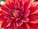 6月10日（月）｜「ｎａｔｕｒｅ（ナチュレ）」　（滋賀県野洲市の花キューピット加盟店 花屋）のブログ