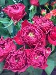 7月26日(金) 晴れ｜「ｎａｔｕｒｅ（ナチュレ）」　（滋賀県野洲市の花キューピット加盟店 花屋）のブログ