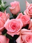 ８月２３日（金）｜「ｎａｔｕｒｅ（ナチュレ）」　（滋賀県野洲市の花キューピット加盟店 花屋）のブログ