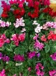 １０月６日（日）｜「ｎａｔｕｒｅ（ナチュレ）」　（滋賀県野洲市の花キューピット加盟店 花屋）のブログ
