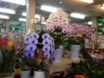 ３月３１日（月）｜「ｎａｔｕｒｅ（ナチュレ）」　（滋賀県野洲市の花キューピット加盟店 花屋）のブログ