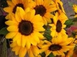 7月25日（金）｜「ｎａｔｕｒｅ（ナチュレ）」　（滋賀県野洲市の花キューピット加盟店 花屋）のブログ