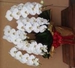 ７月１４日（月）｜「ｎａｔｕｒｅ（ナチュレ）」　（滋賀県野洲市の花キューピット加盟店 花屋）のブログ