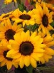 ８月３１日（日）｜「ｎａｔｕｒｅ（ナチュレ）」　（滋賀県野洲市の花キューピット加盟店 花屋）のブログ