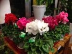 １０月５日（日）｜「ｎａｔｕｒｅ（ナチュレ）」　（滋賀県野洲市の花キューピット加盟店 花屋）のブログ