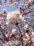 ４月２日（木）｜「ｎａｔｕｒｅ（ナチュレ）」　（滋賀県野洲市の花キューピット加盟店 花屋）のブログ