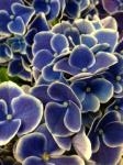 7月1日｜「ｎａｔｕｒｅ（ナチュレ）」　（滋賀県野洲市の花キューピット加盟店 花屋）のブログ