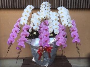 2月1日（金）｜「ｎａｔｕｒｅ（ナチュレ）」　（滋賀県野洲市の花キューピット加盟店 花屋）のブログ