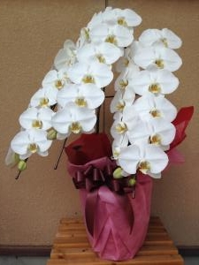 ３月２３日（土）｜「ｎａｔｕｒｅ（ナチュレ）」　（滋賀県野洲市の花キューピット加盟店 花屋）のブログ