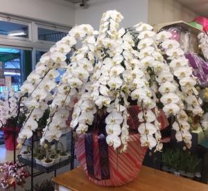 11月24日（日）｜「ｎａｔｕｒｅ（ナチュレ）」　（滋賀県野洲市の花キューピット加盟店 花屋）のブログ