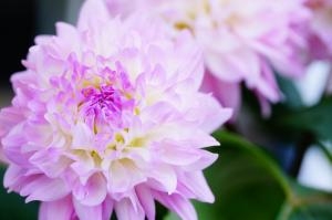7月17日（金）｜「ｎａｔｕｒｅ（ナチュレ）」　（滋賀県野洲市の花キューピット加盟店 花屋）のブログ