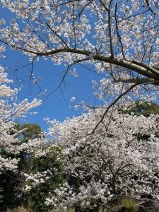 4月7日（木）｜「ｎａｔｕｒｅ（ナチュレ）」　（滋賀県野洲市の花キューピット加盟店 花屋）のブログ
